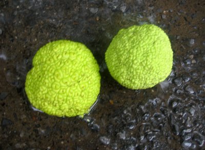 Osage Orange Seed Balls in a Rain Puddle