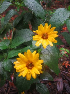 Rainy Day - Asters