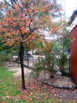 Rainy Day - Prunus Tree