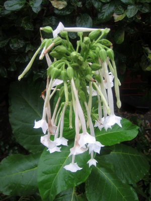 Rainy Day - Nicotiana