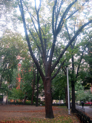 Rainy Day - Park View