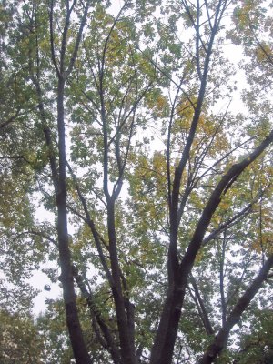 Rainy Day - Elm Tree Foliage