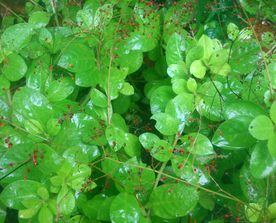 Rainy Day - Unknown Plant