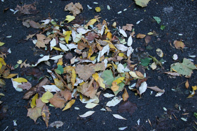 Walkway Foliage