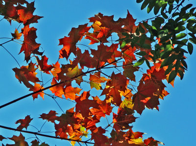 Maple Tree Foliage