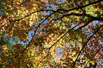 Maple Tree Foliage