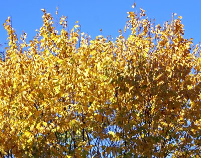 Elm Tree Foliage