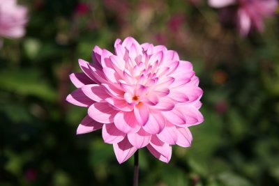 Pink Dahlia - Conservatory Flower Garden