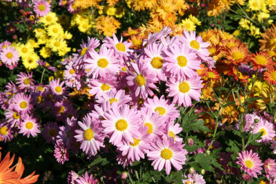 Conservatory Garden - Chrysanthemums