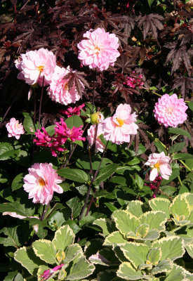 Conservatory Garden - Pink Dahlias
