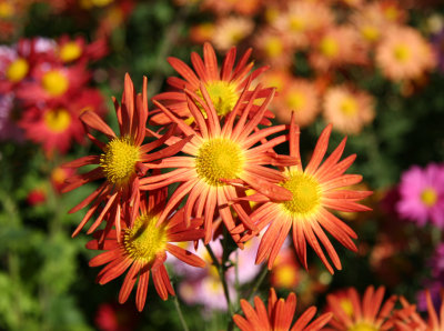 Conservatory Garden - Chrysanthemums