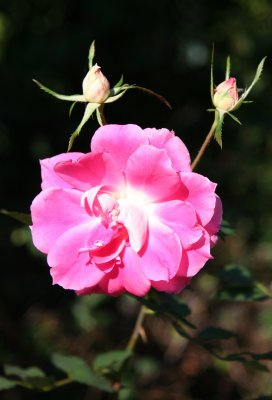 Conservatory Garden - Rose