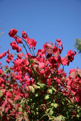 Conservatory Garden - Burning Bush