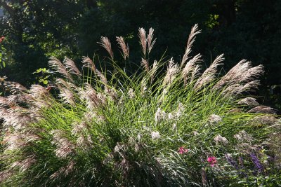 Conservatory Garden - Autumn Grass