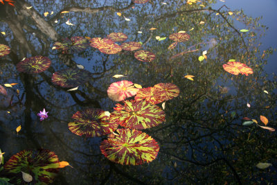 Conservatory Lily Pond with Dogwood Tree Foliage & Reflection