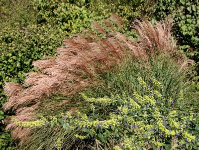 Conservatory Garden - Autumn Grass