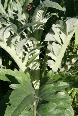 Conservatory Garden - Unknown Plant