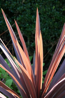 Conservatory Garden - Unknown Plant