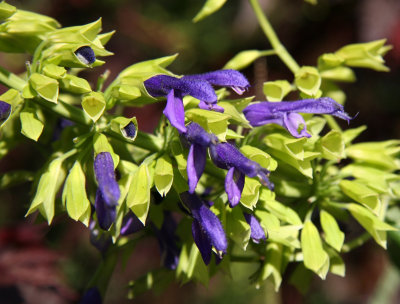 Conservatory Garden - Unknown Plant