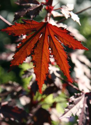 Conservatory Garden - Unknown Plant