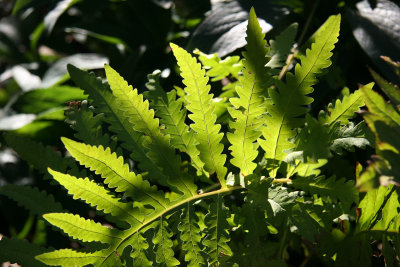 Conservatory Garden - Fern