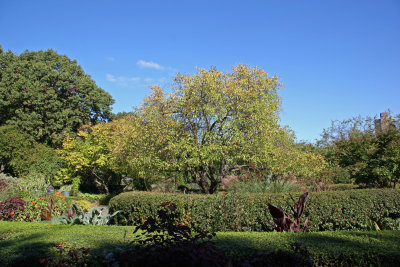 Conservatory Garden - Dogwood Tree
