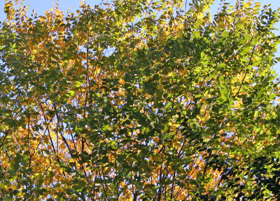 Conservatory Garden -Elm Tree Foliage