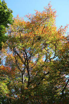 Park Foliage