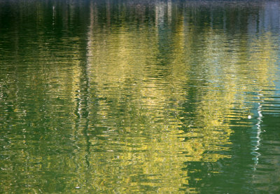 Conservatory Pond  Reflections