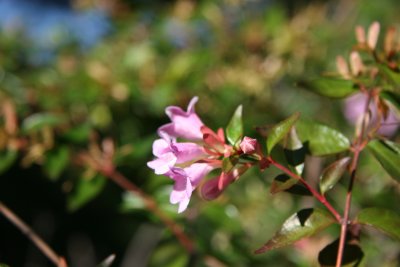 Unknown Bush Flower