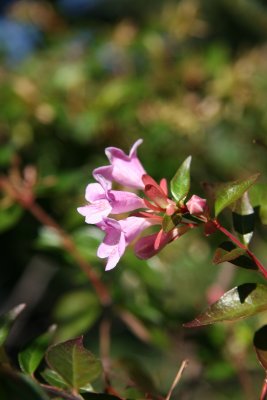 Unknown Bush Flower