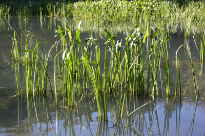 Pond Reeds