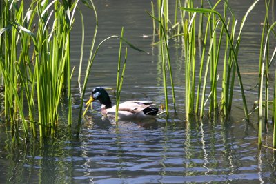 Duck & Reeds