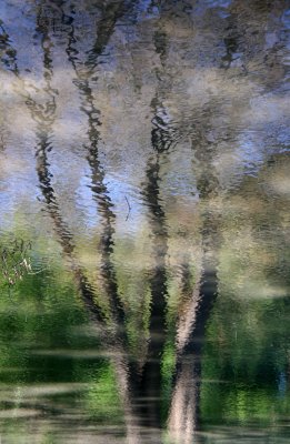 Pond Reflections