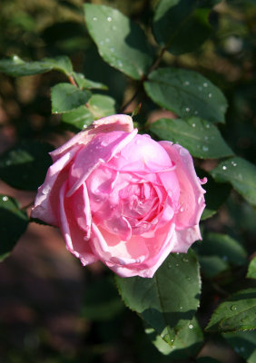 Rose Gardens
