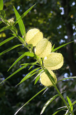 Gomphocarpus physocarpus 'Hairy Balls'