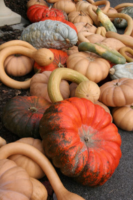 Squash Display