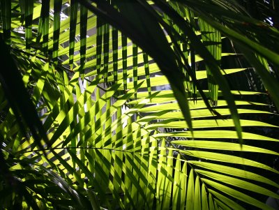 Tropical Fronds in the Conservatory