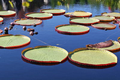 Water Lily Pond