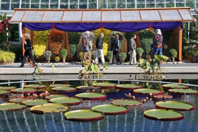 Chrysanthemum Show by the Water Lily Pond