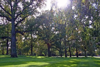 Mostly Chestnut Trees - Shooting into the Sun