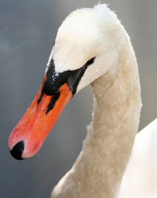 Swan - Central Park Lake