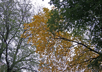 Elm Tree Golden Foliage