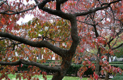 Dogwood Foliage