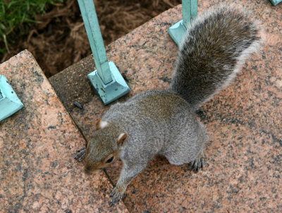 Squirrel Climbing Stairs near Kent Hall
