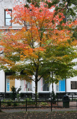 Maple Tree & NYUs Grey Gallery