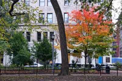 Maple Tree & NYU's Grey Gallery
