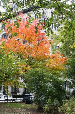 Fall Foliage at Washington Square East