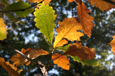 Oak Tree Foliage