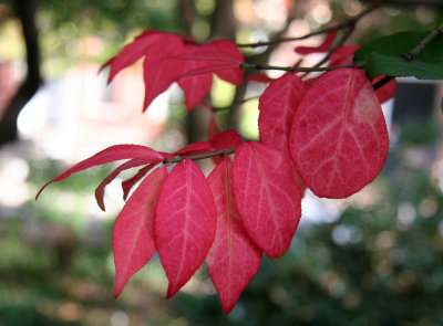 Burning Bush Foliage